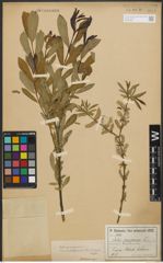 Foto von Salix purpurea subsp. amplexicaulis (Bory) C. K. Schneid.